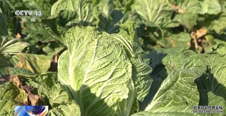 棵棵有“身份证” 6万多亩胶州大白菜丰收!