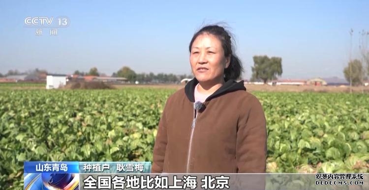 棵棵有“身份证” 6万多亩胶州大白菜丰收!