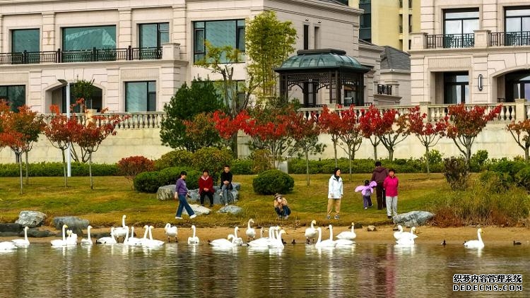 山东“观鸟游”治愈力MAX