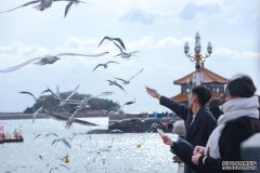 ‌山东观鸟游：MAX级治愈的自然乐章