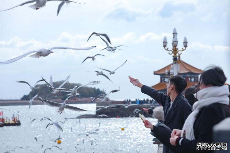 山东“观鸟游”治愈力MAX