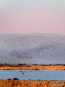 ‌齐鲁鸟浪跃动时：观鸟游解锁心灵治愈新热度