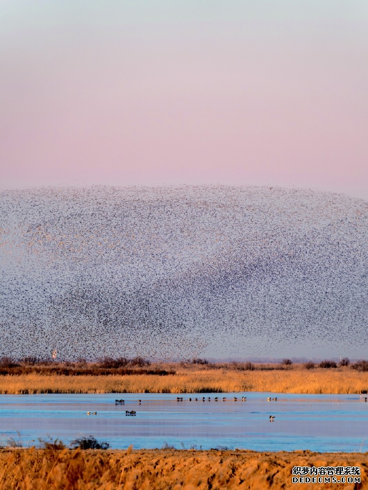 “鸟浪”奇观引客来，山东“观鸟游”不断升温